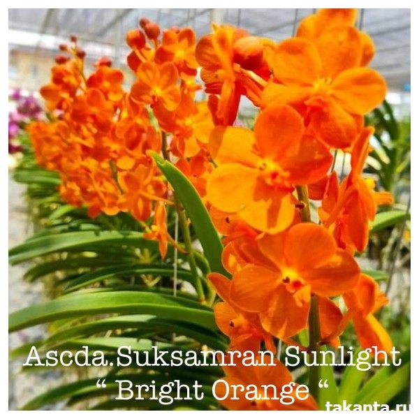Ascocenda Suksamran Sunlight Bright Orange / 10 Blooming Plants
