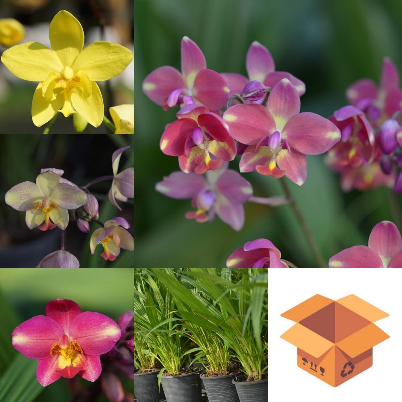 Wholesale Spathoglottis Hybrids Assorted Color / 50 flowering plants