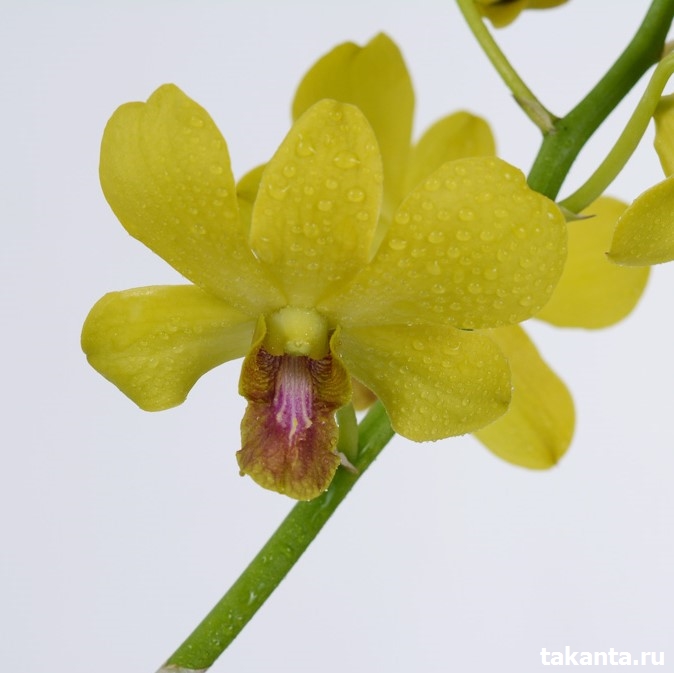 Dendrobium Yellow Chantakarn / 100 Seedlings