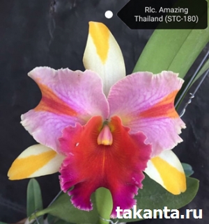 Rhyncholaeliocattleya Amazing Thailand var Rainbow / 5 flasks