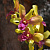 Dendrobium Golden Brown#276 / 100 Seedlings