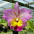 Cattleya Nakhonchaisri Pink / 10 Blooming Plants