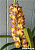 Prra. Varachayo / 10 Blooming Plants