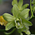 Dendrobium Green Kairit / 100 Seedlings