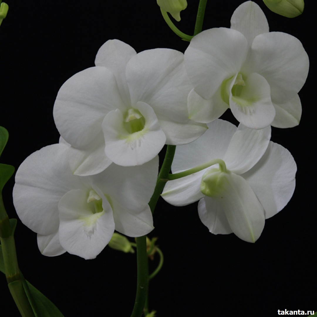 Dendrobium White Kanjana / flask