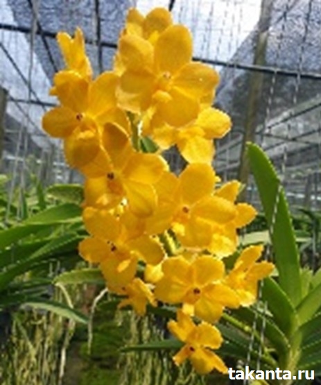 V. Yellow Bonserm / 10 Blooming Plants