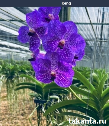 V. Pakchong light blue/ 10 Blooming Plants