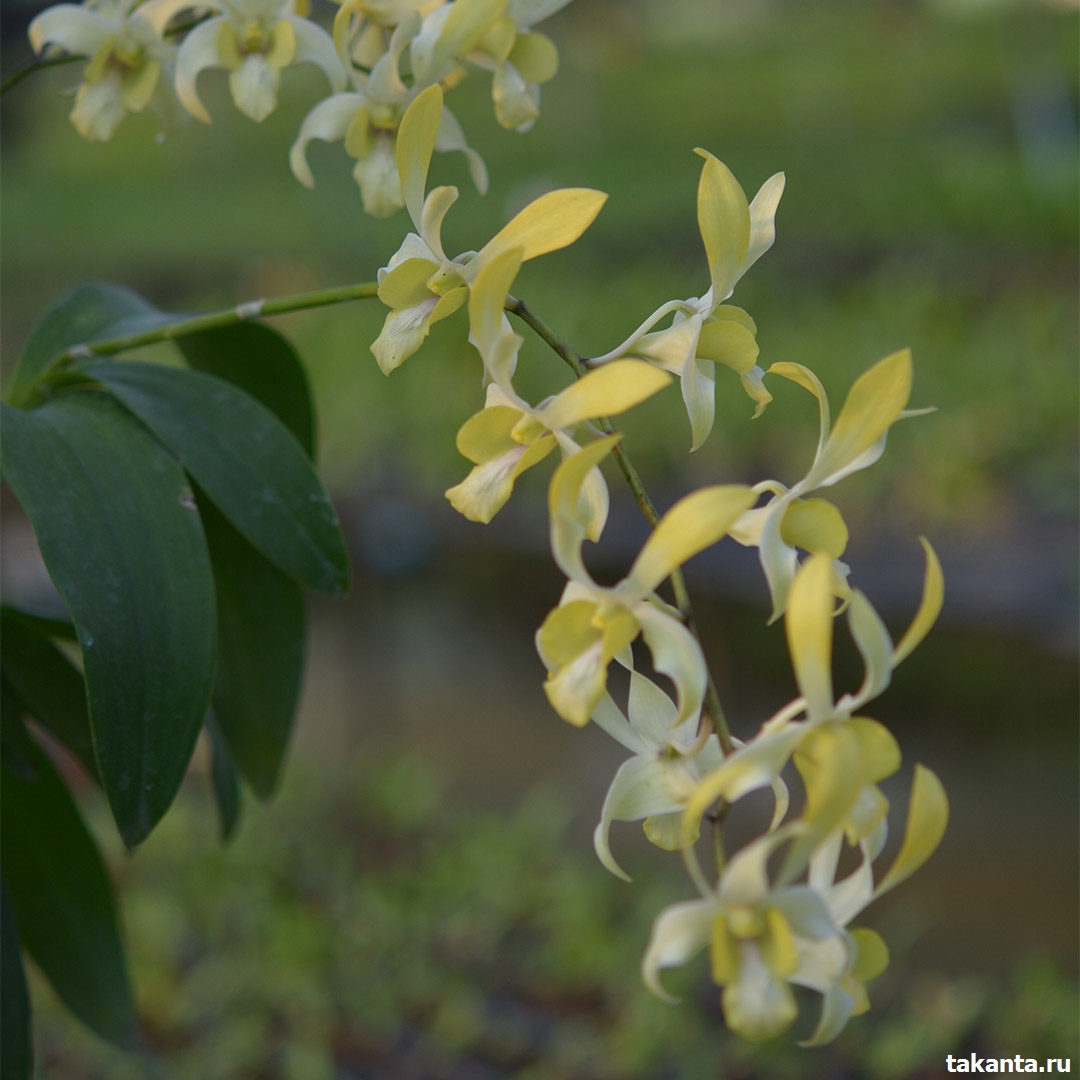 Dendrobium Yellow Ceasar / 100 Seedlings