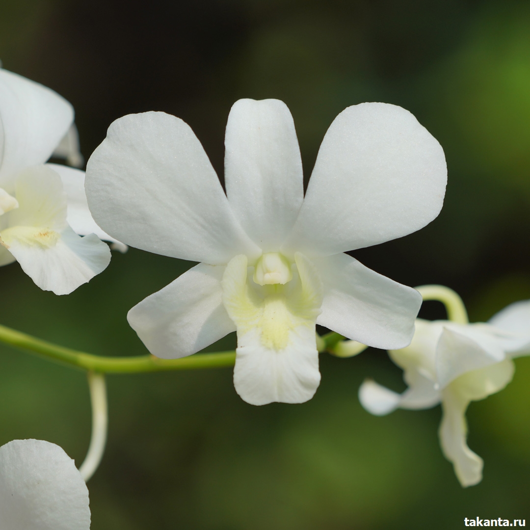Dendrobium T white / flask