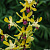 Dendrobium Mayniel Uraiwan horizon OT274 / 100 Seedlings
