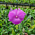 Dendrobium Pink Lollipop UA97 / 100 Seedlings